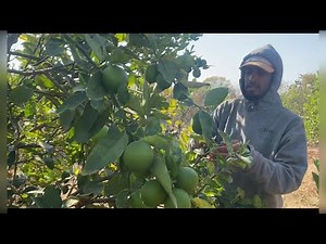 PISCA DE LIMÓN EN LA HUERTA DE EL AMIGO “”Jorge Ramos Parribeños 🍋🍋