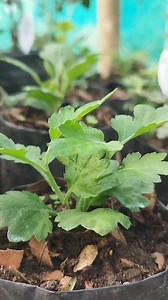 How and why pinching is important in #Godavari flower? #Chrysanthemum #Lets_learn_together | Sunshine n Petals, Nursery
