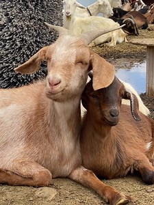 This was a love story that almost wasn’t… In 2021 we were asked to take a “doe in milk” with not much other information given. She arrived, and we quickly realized she had JUST given birth. Just a baby herself, she was terrified and grief stricken, calling out desperately for her baby, who could not answer back. She cried herself hoarse that first night, but began her search and desperate plea again in the morning. Unbeknownst to us, she was surrendered because she was not tame, and because of t