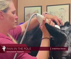 SHOCKWAVE THERAPY A SAFE, EFFECTIVE TREATMENT FOR NECK INJURIES Shock wave therapy is a safe, effective treatment that can improve the healing quality for many different types of injuries. Most commonly thought of as a treatment for various tendon and ligament injuries, we also find this therapy valuable when treating back pathology, including dorsal spinous process impingement (kissing spines) and neck injuries. SIGNS OF NECK PAIN If your horse is experiencing any of the following, it may be su