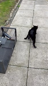 39K views · 2.1K reactions | RESCUE LEGENDS This video contains our naughty boy Weebles and our little warrior Bindi. Two absolute superstars who get on with life despite their limitations. We are proud as a Rescue to offer cats like these a home for life where they are absolutely loved and adored  | Rescue Cats NI | Facebook