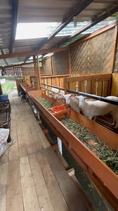 7.4K views · 62 reactions | Kandang domba diatas kolam milik orlando farm wonosobo #kandangdomba | Sahabat Sapi | Facebook