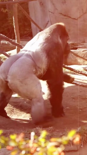 1.7K views · 19 reactions | How much could a gorilla bench press_1 | Dreamweave Decor Studios. | Facebook