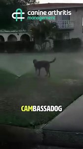 1.9K views · 32 reactions | Here is Csoki again. Can anyone be more relaxed getting soaking wet? :D Another great example of a dog with OA enjoying life. We want to feature your dogs on our social media! Send us clips of your amazing dogs living their best lives with OA - email jo@caninearthritis.co.uk | Canine Arthritis Management | Facebook