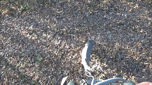 Beautiful morning in the deer woods. #hunting #whitetailhunting #bowhunting #huntinglife | Cedar Ridge Whitetails