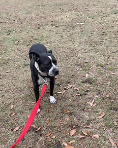 Austin Humane Society on Reels