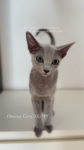 We send you weekend kisses / przesyłamy weekendowe buziaki 😘 _______________ #kittyvideos #reels #funnycatvideos #availablekittens #kotynainstagramie #funnycatvids #catvideo #catvideos #newreel #catvideo #catvideos #kittenmovie #kittyvideos #funnycatvideos #catreels #catreel #catreelstagram #reelsofinstagram #funnycatreels #catreelsofinstagram #weekend | Grey Sky PL - Russian Blue Cattery / Koty Rosyjskie Niebieskie Hodowla