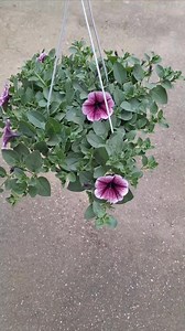 Surfinia Opera Purple Vein Цена: 180 денари Големина на саксија: Ø20 ПРАЌАМЕ ПО КАРГО 070-781-437 | Gardenium Flower Shop