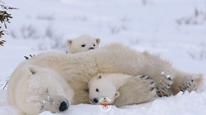 This is Eastern Greenland! Where polar bears call home and humans are just visitors. #greenland #bear #polarbear #wild #animal #wildlife #wildlifephotography #viralreelschallenge | Valentin Williams