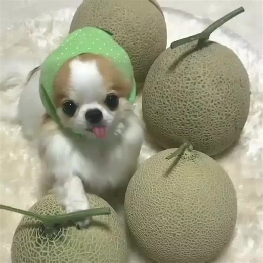 Please Support us ⭐ 📷 @mnamnacoco #chihuahuasofinstagram #chihuahualove #chihuahualover #chihuahua #chihuahualife #chihuahuafanatics #chihuahuaworld #chihuahuax #chihuahuamania #chihuahuaclub #chihuahuababy #chihuahuasrule #chihuahuas #chihuahuacute #chihuahuadog #chihuahuas_of_instagram | Wise Chihuahua