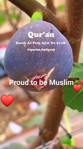 132K views · 336 reactions | Beshak. Beshak   #foryoupage #proudtobemuslim #Faceb # #accountingservices #FacebookReelsContest #ApnaHaLEDiLSialkotookReelsContest | Proud to be Muslim | Facebook