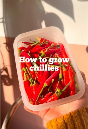 Tips for Growing Chillies: A Beginner's Guide