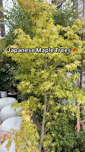 Pohon maple Jepang (Japanese Maple Trees ) si cantik yang warnai musim gugur! Dari merah, oranye, hingga kuning, daunnya berubah indah setiap tahun. Maple trees merupakan Simbol ketenangan dan keseimbangan dalam budaya Jepang. Maple trees  mengingatkan kita bahwa setiap momen itu berharga. #edisijepang#MapleJepang#MusimGugur#japannesemaple#mapletree#maple#garden#plants#jepang#japan#japan2024#pohonmaple#lovenagarden | Lovena Garden | Facebook