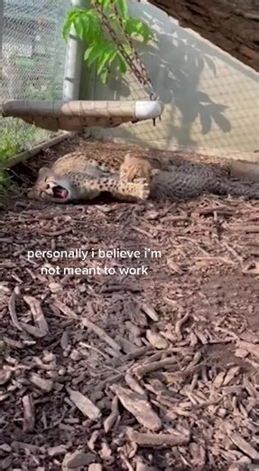 The Toronto Zoo on TikTok