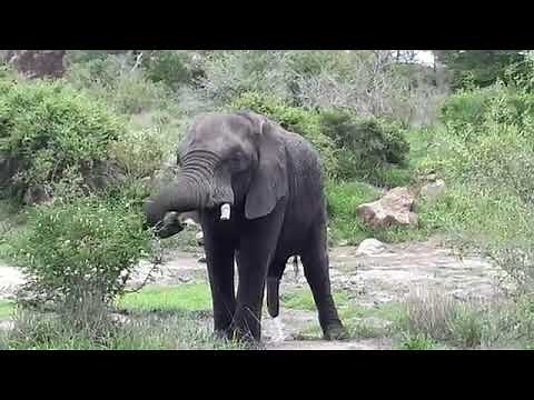 Peeing An Elephant at Kruger National Park South Africa | Gautam and Gautam Group #Shorts
