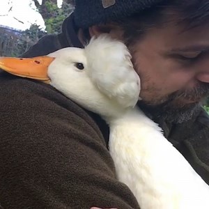 My next pet is definitely a duck! 🦆 Via instagram.com/Dustyotterduckums/ | Naturee