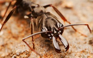 Some ants have evolved an amazing technique to avoid their predators. | Hashem Al-Ghaili