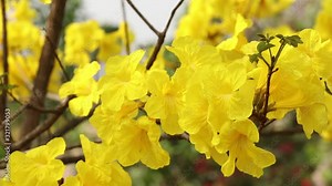 Yellow flowers are swaying by the wind. Common name Golden trumpet tree, Scientific name Tabebuia chrysotricha (Mart. ex DC.) Standl.
