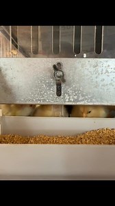 We have a few chicks that didn’t get picked up and are looking for homes. As of right now, we have blue laced gold wyandottes, blue astralorps, buff Orpingtons, nh reds, barred rock, white leghorn, and Rhode Island red. Open until 6 today, Sunday 10-3. | West Lebanon Feed & Supply