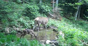 📸🌳 Kamere za praćenje životinja 🌳📸 Kamere ili "fotozamke" u Nacionalnom Parku Plitvička jezera omogućuju nam neinvazivno praćenje divljih životinja. Ove HD kamere, aktivirane infracrvenom zrakom, pomažu nam pratiti prisustvo i aktivnosti životinja bez ometanja njihove prirodne sredine. Kamere se koriste od 2011. godine te su ključne za istraživanje velikih zvijeri poput vuka, risa i medvjeda, ali i za bilježenje drugih divljih stanovnika Parka. Snimke se pohranjuju na SD kartice i koriste za