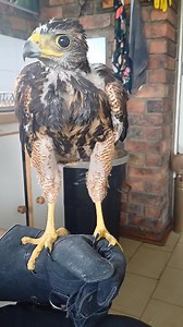Nova the Harris Hawk is getting so big! Just look at her, sitting proudly on the glove and chatting away in the kitchen like she owns the place. She’s growing into such a confident young lady, full of personality and attitude – and apparently a lot to say! Every day with her is an adventure, and we just love watching her blossom. (And yes, she insists the kitchen is part of her kingdom now!) #HarrisHawk #NovaTheRaptor #BirdOfPrey #FalconryLife #kitchenraptor #AnimalsInWonderland | Animals in Won