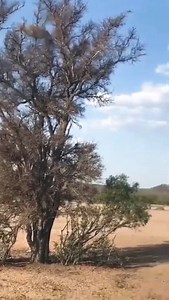 Our Animal Wildlife on Reels