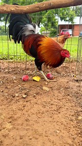 29K views · 1.1K reactions | One of our stunning Hatch brood cocks loving his snack and trying to keep Mckinly'sTurkey from stealing lol  | Boneyard farm | Facebook