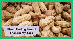 Why Do I Keep Finding Peanut Shells in My Yard? - Farmer Grows