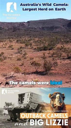Discover the remarkable resilience and adaptability of camels, the true lifelines of the desert. These extraordinary creatures have evolved to thrive in some of the harshest environments on Earth. With their unique humps, camels can store up to 36 kilos of fat, enabling them to survive for weeks or even months without food. Their incredible physiology allows them to traverse vast distances with minimal water, showcasing an unparalleled capacity for endurance. When they do find water, the impress