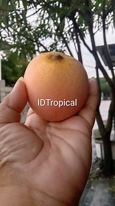 1  Gedong Gincu Mango Plant (mangifera Indica) – Grafted Tropical Fruit Tree - 16-22 Inch - Etsy Canada