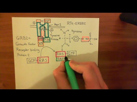 HER2 Amplification and Breast Cancer Part 2