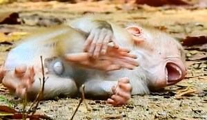 Poor baby Leo crying million to billion sad on group after mom remove him from milky | Adorable Monkey