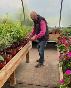 Special deal on Mediterranean plants outdoor or indoor £15 each #bonsai #olive #fig | Discount Home & Garden Centre