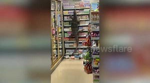 Rampaging monitor lizard raids supermarket and climbs on shelves in search of food
