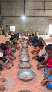 How Peanuts are made in factories || Peanut factory india #factory #peanut #india #ipl #industry | Civil Engineering Book