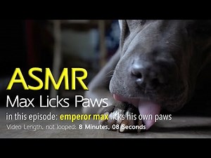 Max Licks Paws (Part 1) | ASMR DOG LICKING