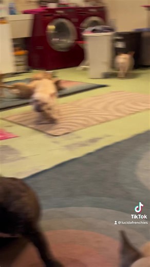 She grabbed Moira by the foot pad. | Lucida French Bulldogs