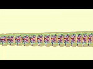 TAPEWORM PROGLOTTIDS