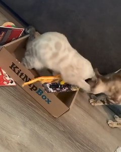 How do you even handle this much cuteness?! 🥹 Thank you @theblueeyedbengals for sharing your unboxing! 📦 | KitNipBox