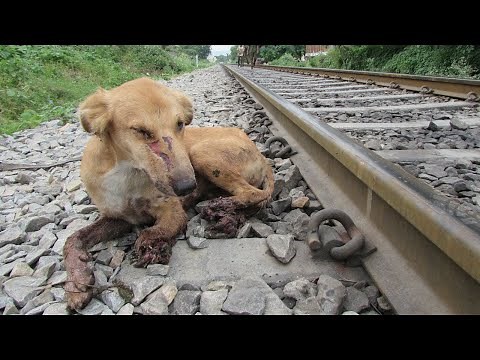 Dog’s legs crushed in train accident but not his spirit.