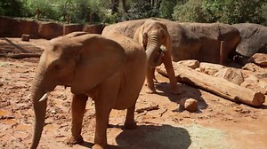 Are you getting dirty for Earth Day? Here's how you can help out! | Nickelodeon