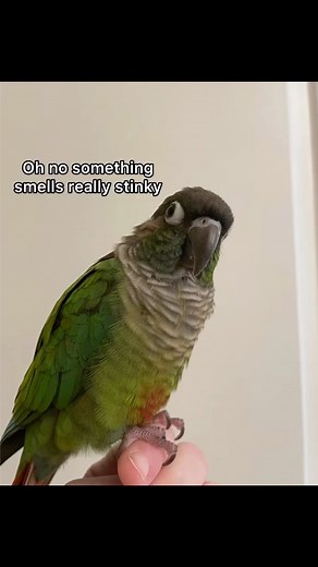Get back in the shower 🧼 and take this stinky . . . . #greencheekconures #conurecrazy #conuresofig #greencheekconure #birb #conureofinstagram #conure #cutebird #birbmemes #instabird #conuresrus #gcc #fyp #pets #bird #petsofinstagram #animalsofinstagram #birdsofinstagram #parrot #petstagram #trending #explore #explorepage #trendingreels #tiktok #music #memes | Two.green.floofs
