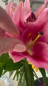 10K views · 37 reactions | Make sure to reove pollen before it goes powdery and stains your clothes or hands | Kays Flower School | Facebook