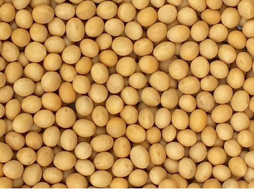 Soybeans In Liberia 🇱🇷 #fbreelsfypシ゚viralfbreelsfypシ゚viral #growyourownfood #fb #entrepreneur #farmers #monrovialiberia | EddieFresh Liberia