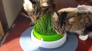 NOM NOM NUMMY! Julie's kitties love their Catit Grass Planter! Get one for your munchin' monsters here: https://goo.gl/LVaSdZ #backyardcatenclosures #catenclosure #outdoorcatenclosure #catrun #cutecat #catfun #sillycat | Backyard Cat Enclosures