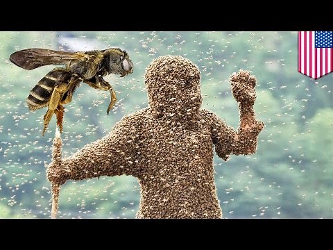 Bees kill man: Hiker stung 1000 times, killed by swarm of bees in Arizona mountain park - TomoNews