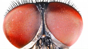 The featured critter for this month is the cicada! | Wyler Aerial Tramway - Texas Parks & Wildlife