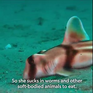 Even the biggest, fastest, and fiercest predators start out small. Baby sharks are cute, but they need to grow up fast. Out of more than 500 species of sharks, not one parent sticks around to help raise them. Sharks are found in every ocean across the planet and have evolved in extraordinarily different ways to carry their young and give birth - and for baby sharks? To thrive. Baby Sharks, part of Sharkfest, tonight at 8pm, on National Geographic WILD UK. | National Geographic UK