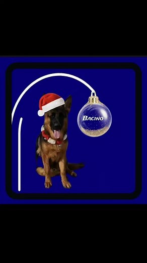 Elite German Shepherds on Reels | Facebook