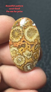 #pattern #Fossill #fossil #fossiladdict #fossilcoral #fossilcoralstone #coral | Yazid Ikhsani | Facebook